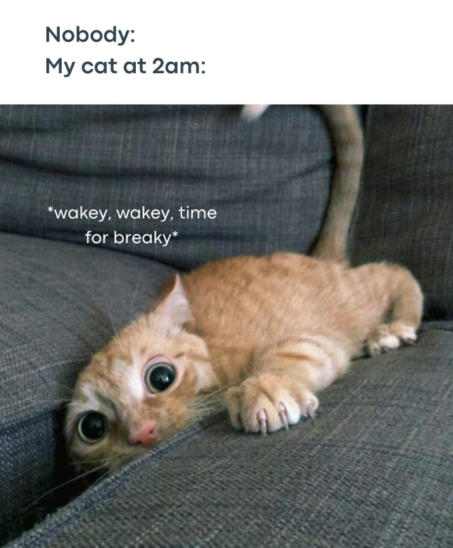 Nobody: My cat at 2am: *wakey, wakey, time for breaky*