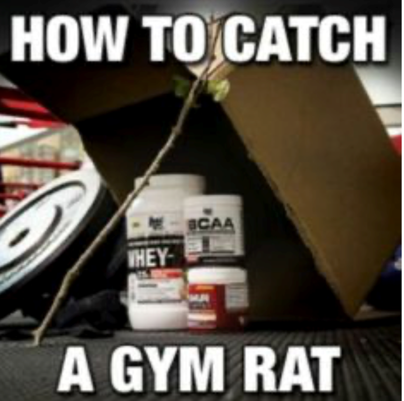 HOW TO CATCH WHEY BCAA A GYM RAT