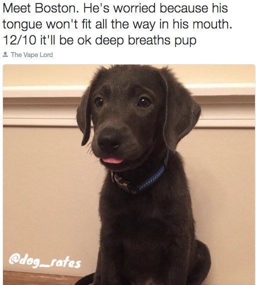 Meet Boston. He's worried because his tongue won't fit all the way in his mouth. 12/10 it'll be ok deep breaths pup The Vape Lord @dog_rates