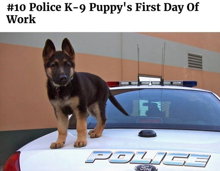 #10 Police K-9 Puppy's First Day Of Work POLICE Ford