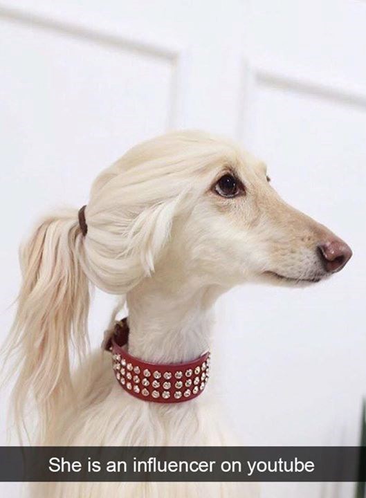 She is an influencer on youtube