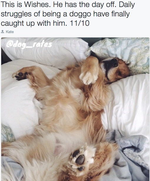 This is Wishes. He has the day off. Daily struggles of being a doggo have finally caught up with him. 11/10 Kate @dog_rates