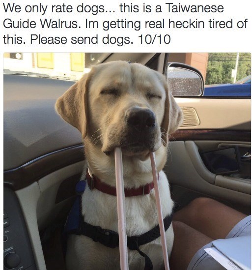 OURCE at-60 We only rate dogs... this is a Taiwanese Guide Walrus. Im getting real heckin tired of this. Please send dogs. 10/10