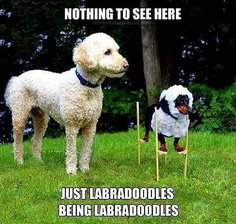 NOTHING TO SEE HERE colobritydachshund.com JUST LABRADOODLES BEING LABRADOODLES