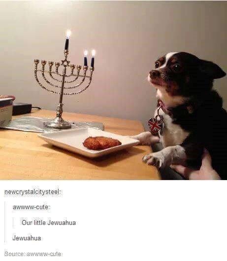 newcrystalcitysteel: awwww-cute: Our little Jewuahua Jewuahua Source: awwww-cute