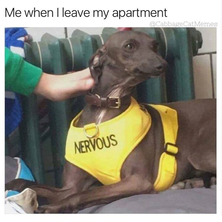 Me when I leave my apartment NERVOUS @CabbageCatMemes