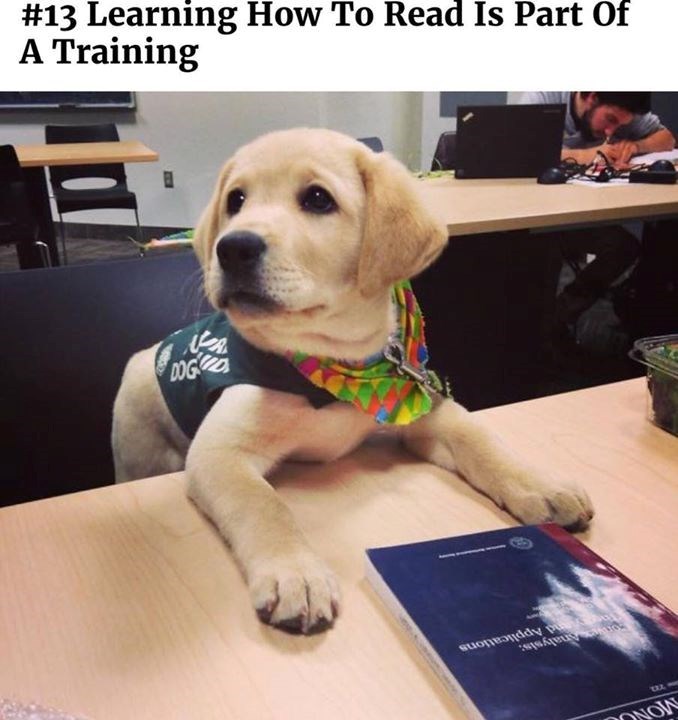 #13 Learning How To Read Is Part Of A Training DOG A Analysis: The and Applications 13 ONOW