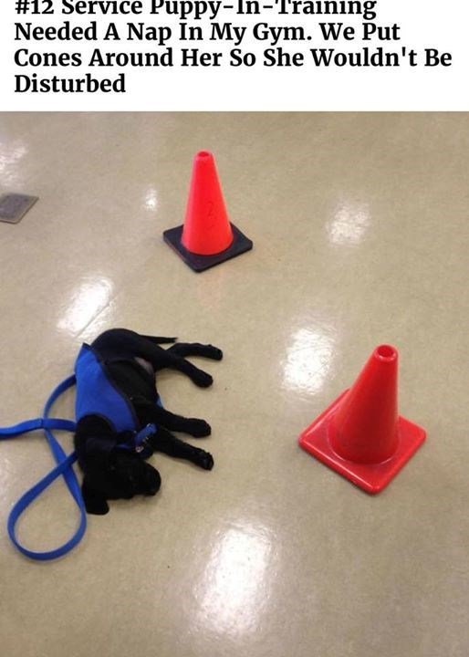 #12 Service Puppy-In-Training Needed A Nap In My Gym. We Put Cones Around Her So She Wouldn't Be Disturbed