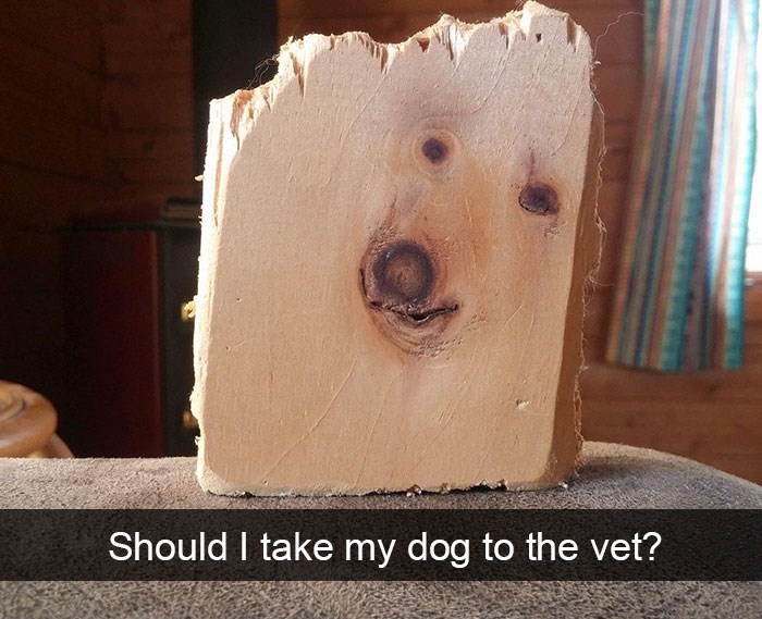 Should I take my dog to the vet?