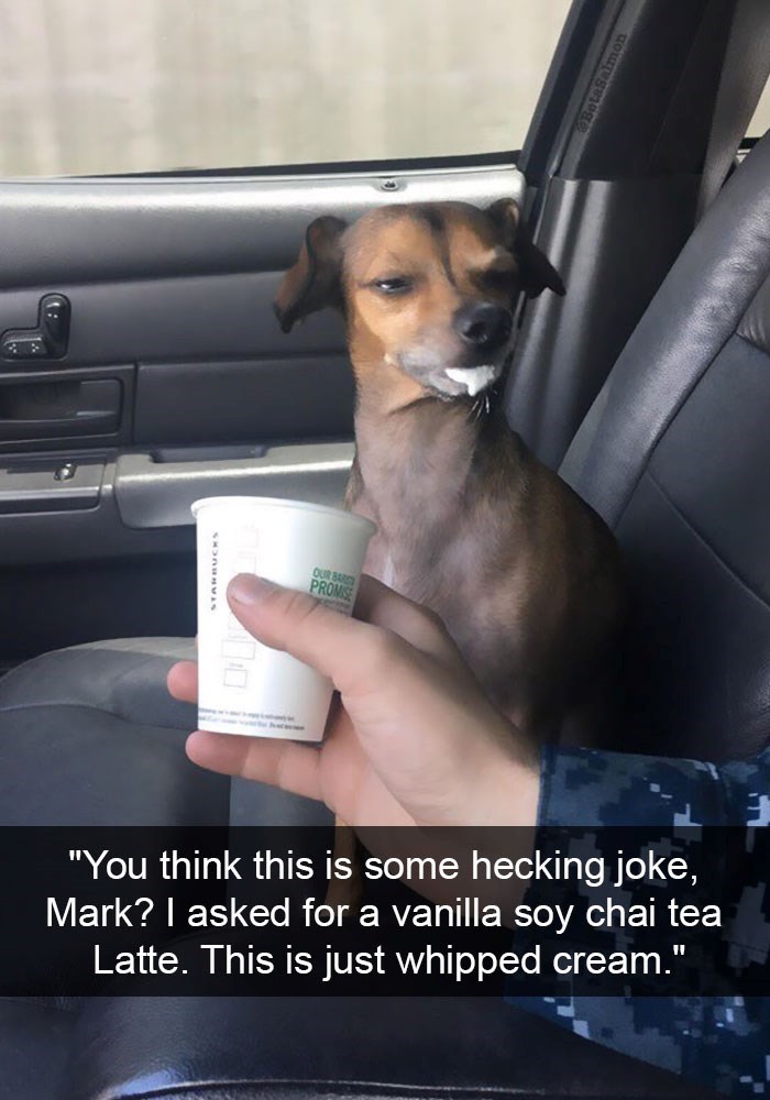 STARBUCKS OUR BAR PROMISE "You think this is some hecking joke, Mark? I asked for a vanilla soy chai tea Latte. This is just whipped cream."