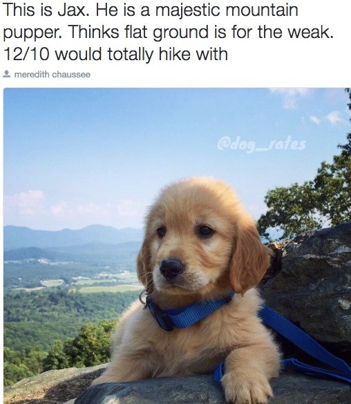 This is Jax. He is a majestic mountain pupper. Thinks flat ground is for the weak. 12/10 would totally hike with meredith chaussee @dog_rates