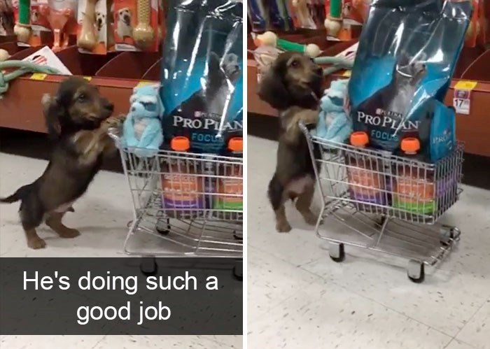 E PROPIAN FOCL PROPLAN FOCU 17 He's doing such a good job