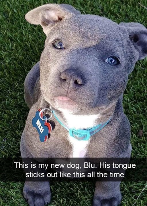BLU This is my new dog, Blu. His tongue sticks out like this all the time