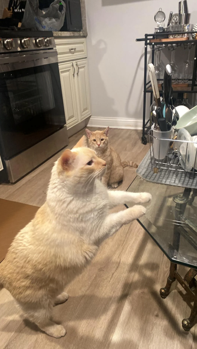 Cheezburger Image 10662589184