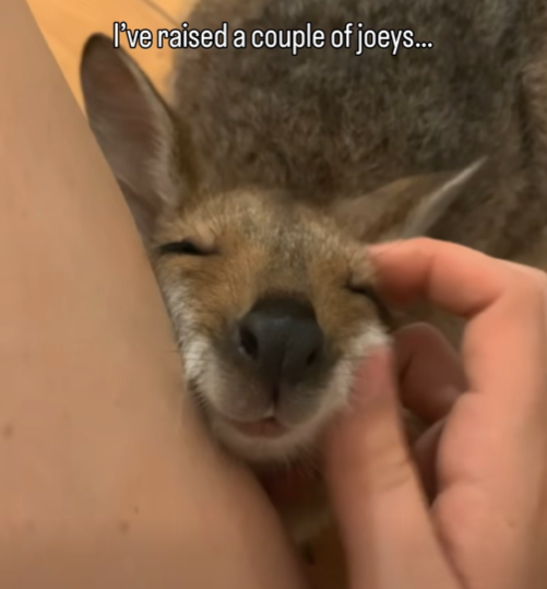 I've raised a couple of joeys...