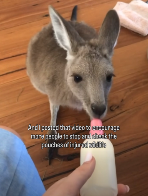 And I posted that video to encourage more people to stop and check the pouches of injured wildlife