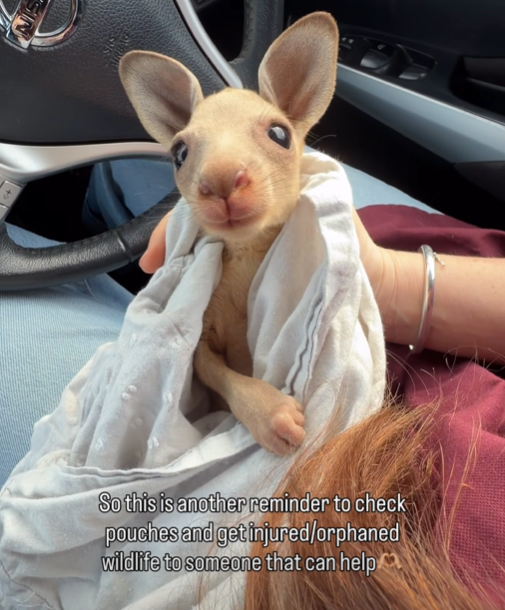 So this is another reminder to check pouches and get injured/orphaned wildlife to someone that can help