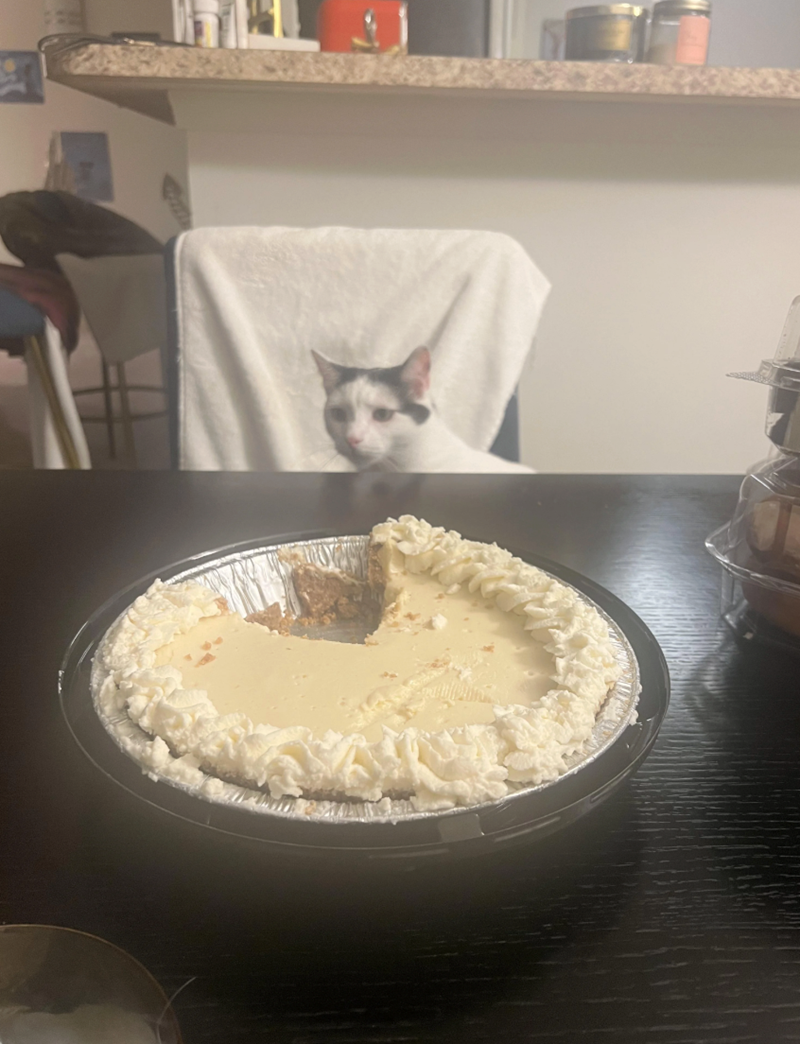 Cheezburger Image 10662601472