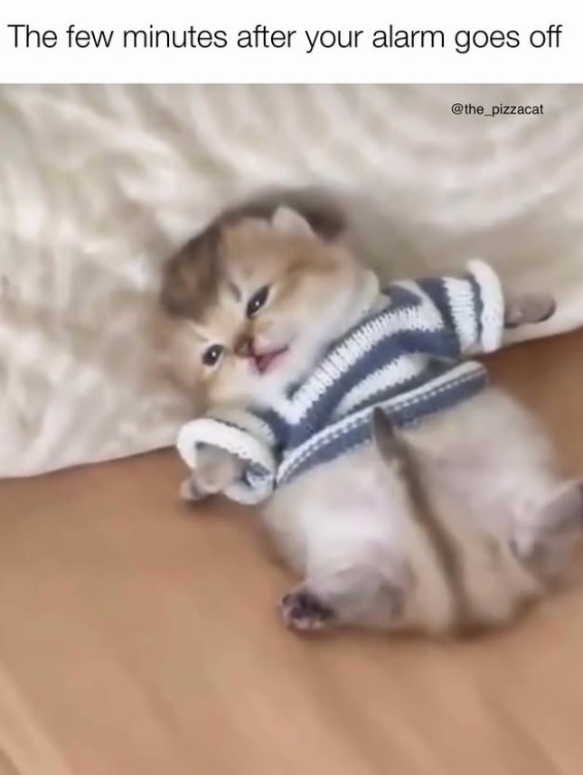 The few minutes after your alarm goes off @the_pizzacat