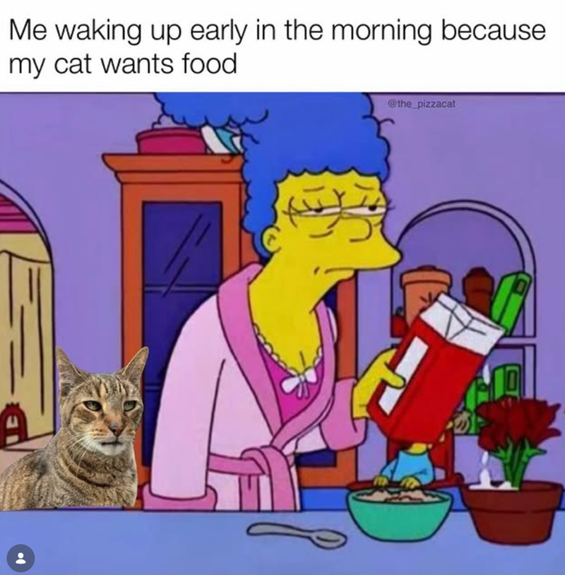 Me waking up early in the morning because my cat wants food A f @the_pizzacat
