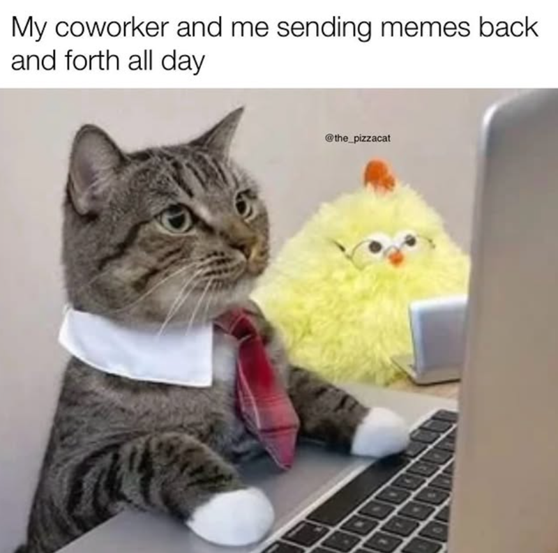 My coworker and me sending memes back and forth all day @the_pizzacat