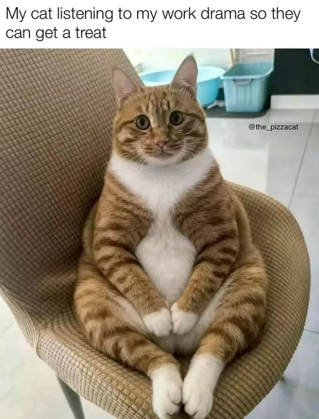 My cat listening to my work drama so they I can get a treat @the_pizzacat