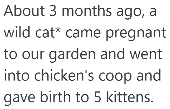 About 3 months ago, a wild cat* came pregnant to our garden and went into chicken's coop and gave birth to 5 kittens.