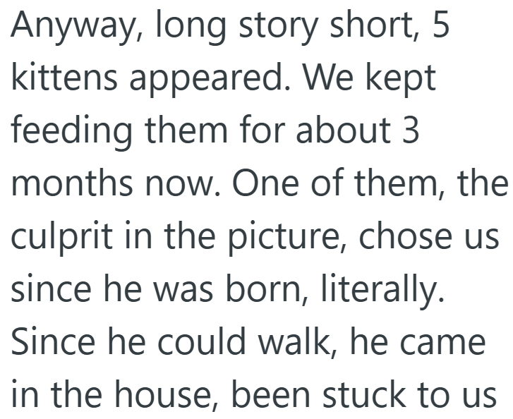 Anyway, long story short, 5 kittens appeared. We kept feeding them for about 3 months now. One of them, the culprit in the picture, chose us since he was born, literally. Since he could walk, he came in the house, been stuck to us