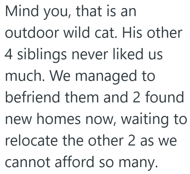 Mind you, that is an outdoor wild cat. His other 4 siblings never liked us much. We managed to befriend them and 2 found new homes now, waiting to relocate the other 2 as we cannot afford so many.