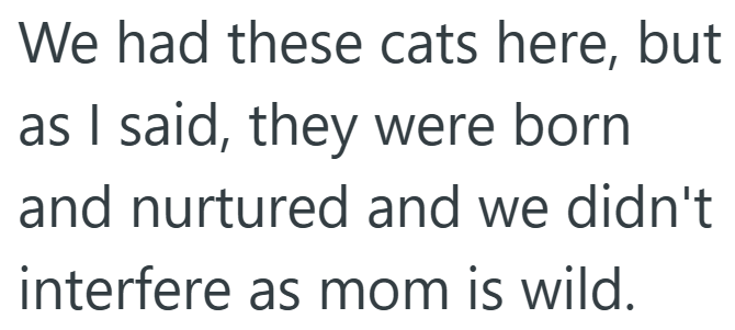 We had these cats here, but as I said, they were born and nurtured and we didn't interfere as mom is wild.