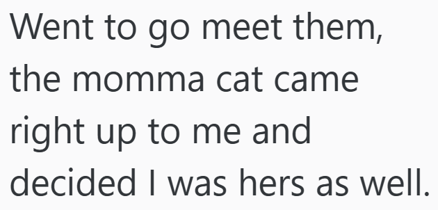 Went to go meet them, the momma cat came right up to me and decided I was hers as well.