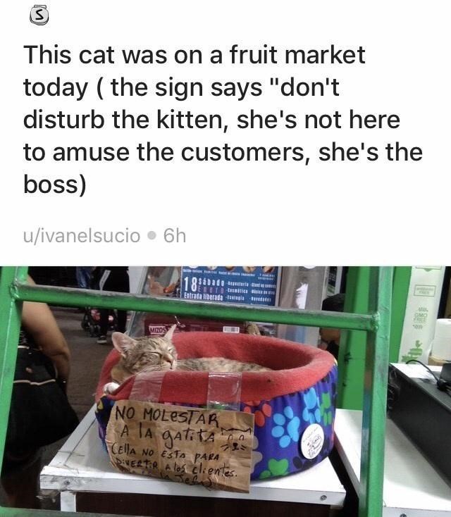 S This cat was on a fruit market today (the sign says "don't disturb the kitten, she's not here to amuse the customers, she's the boss) u/ivanelsucio ⚫ 6h 18 Entrada liberada GMO FREE 1019 MIZOS NO MOLESTAR A TA gatit CELLA NO ESTA PARA DIVERTIR A los clientes. Jef