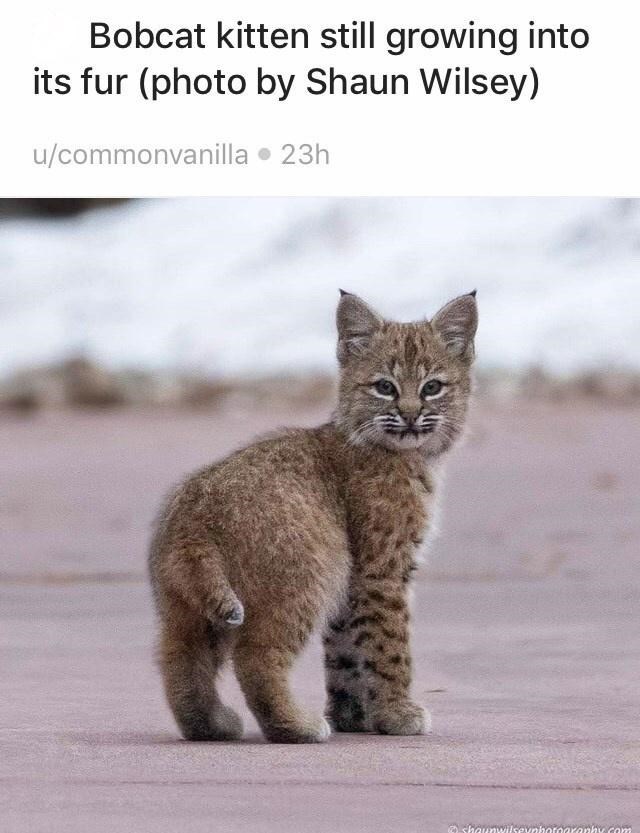Bobcat kitten still growing into its fur (photo by Shaun Wilsey) u/commonvanilla ⚫ 23h shaunwilse