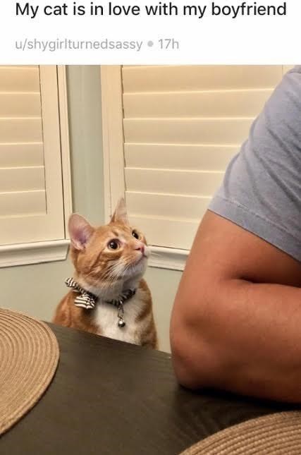 My cat is in love with my boyfriend u/shygirlturnedsassy ⚫ 17h