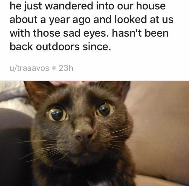 he just wandered into our house about a year ago and looked at us with those sad eyes. hasn't been back outdoors since. u/traaavos ⚫ 23h