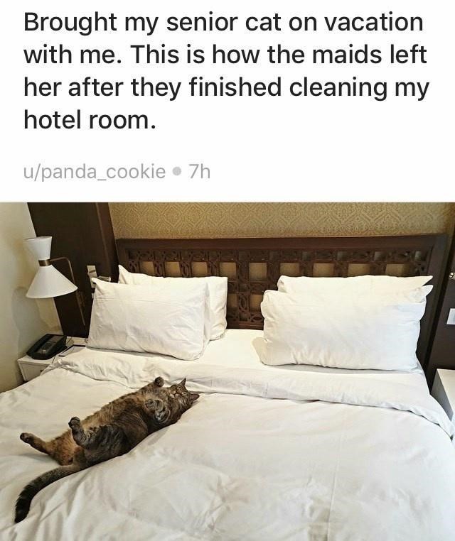 Brought my senior cat on vacation with me. This is how the maids left her after they finished cleaning my hotel room. u/panda_cookie ⚫ 7h