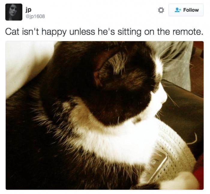 jp @jp1608 Follow Cat isn't happy unless he's sitting on the remote.