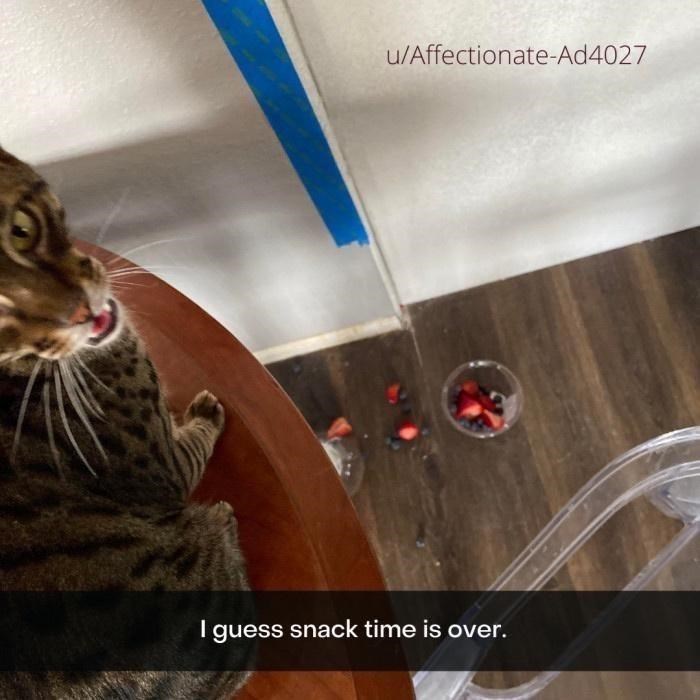 u/Affectionate-Ad4027 I guess snack time is over.