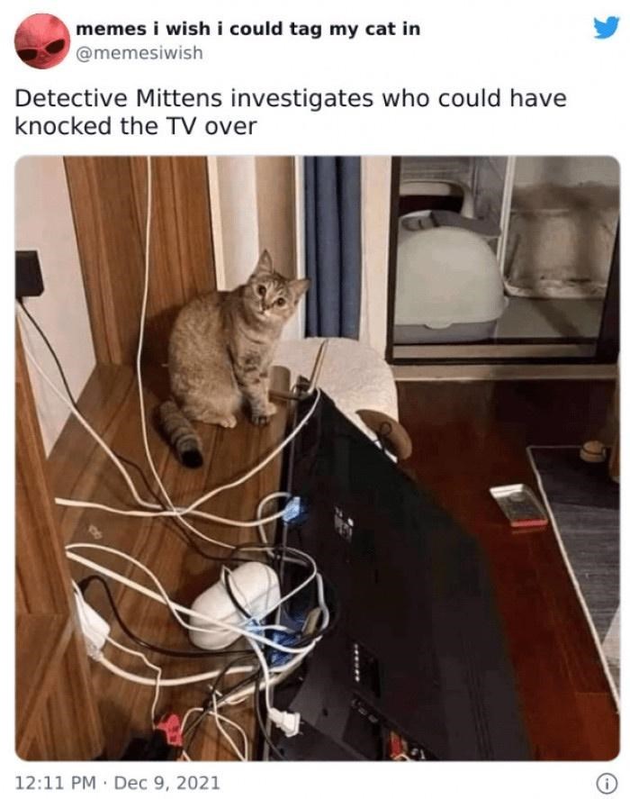 memes i wish i could tag my cat in @memesiwish Detective Mittens investigates who could have knocked the TV over 12:11 PM Dec 9, 2021 i
