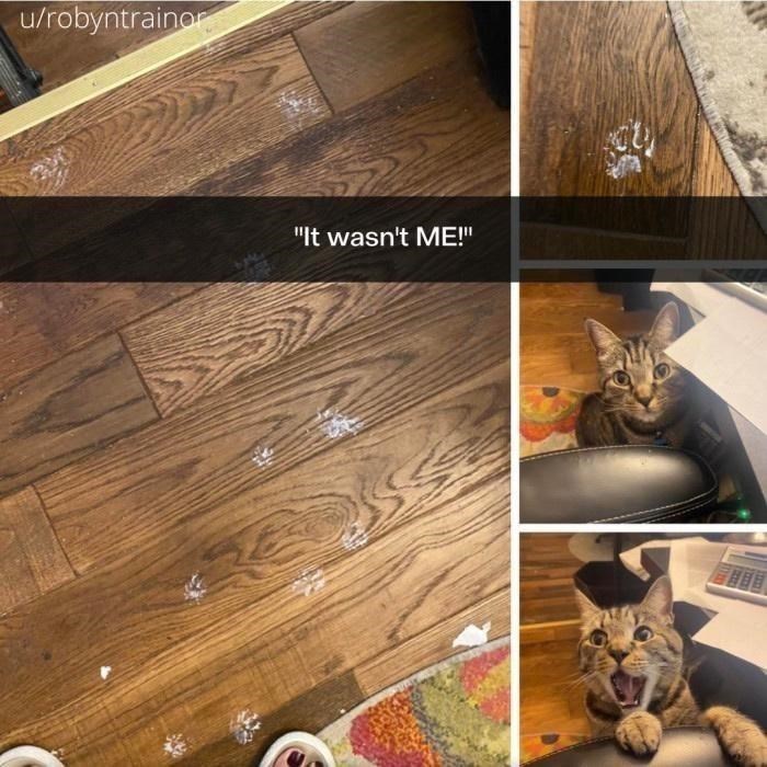u/robyntrainor "It wasn't ME!"