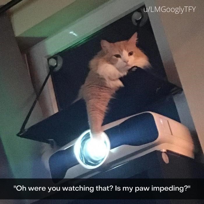 u/LMGooglyTFY "Oh were you watching that? Is my paw impeding?"
