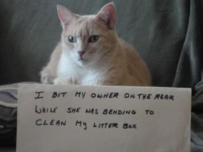 I BIT MY OWNER ON THE REAR WHILE SHE WAS BENDING TO CLEAN MY LITTER BOX
