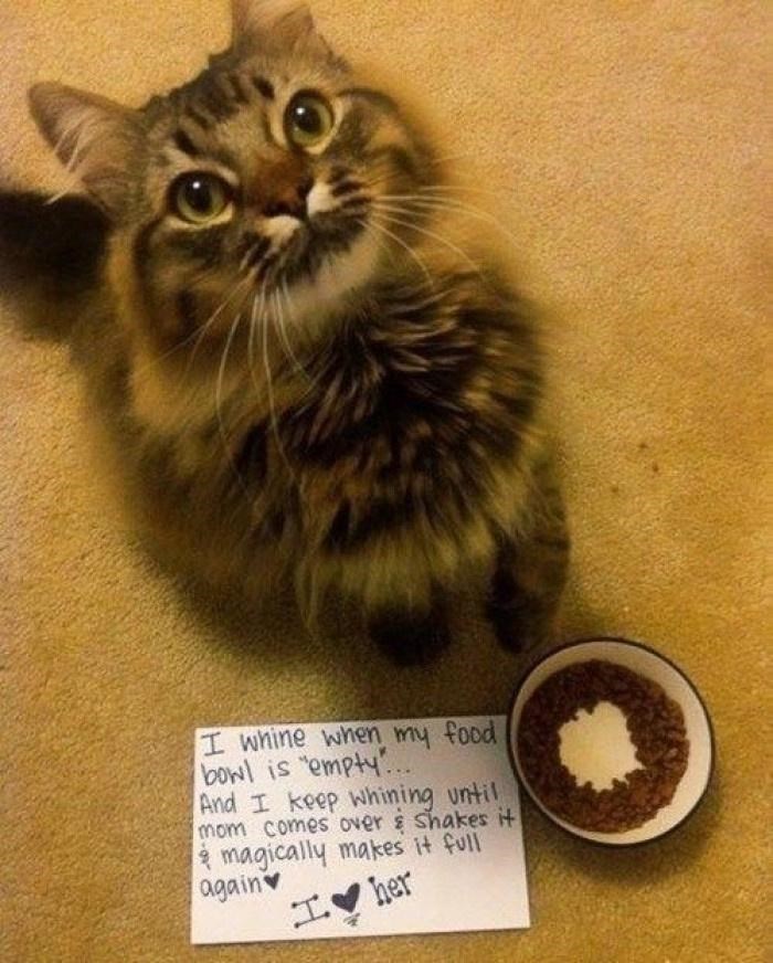 I whine when my food bowl is "empty.... And I keep whining until mom comes over & Shakes it magically makes it full I her again