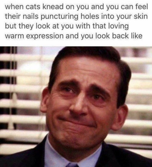 when cats knead on you and you can feel their nails puncturing holes into your skin but they look at you with that loving warm expression and you look back like