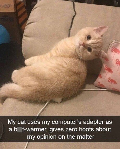 735100 2 My cat uses my computer's adapter as a b t-warmer, gives zero hoots about my opinion on the matter
