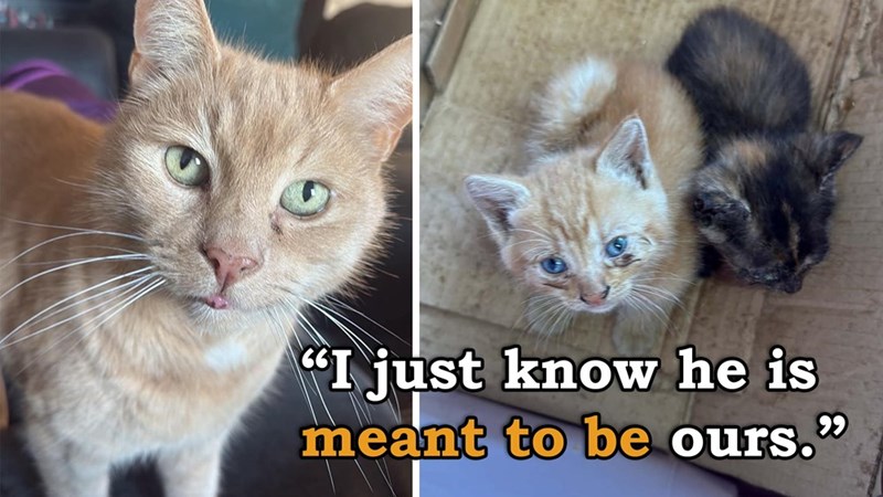 "I just know he is meant to be ours."