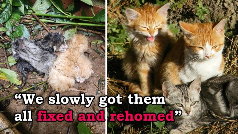 "We slowly got them all fixed and rehomed'