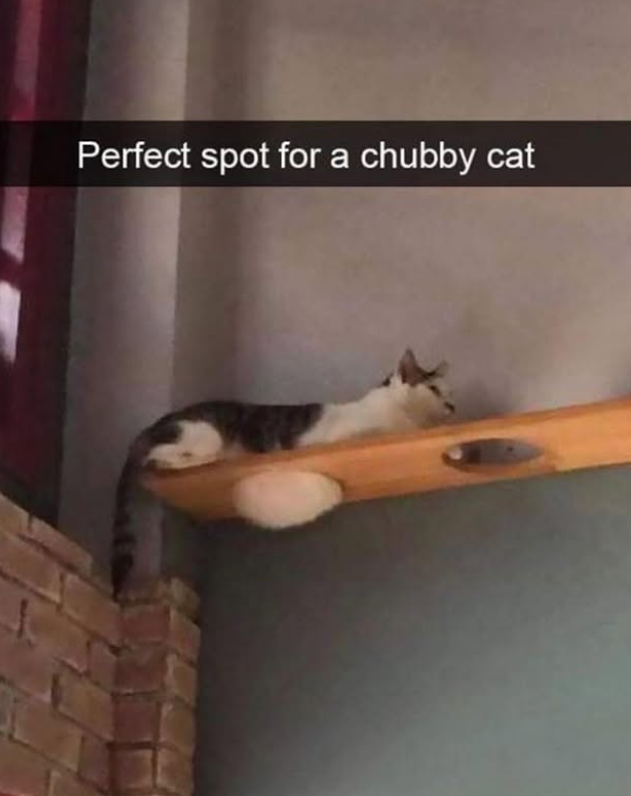 Perfect spot for a chubby cat