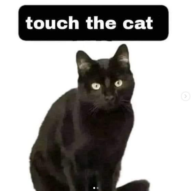 touch the cat >
