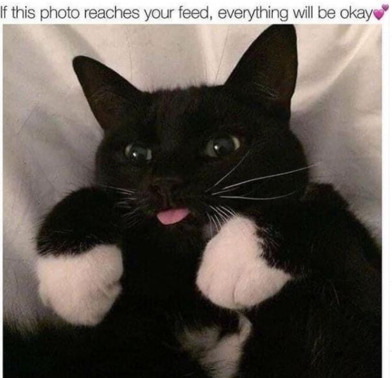 If this photo reaches your feed, everything will be okay